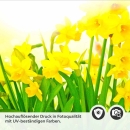 Mobile Preview: Küchenrückwand Folie Blumenwiese & Schmetterlinge Detailbild 2