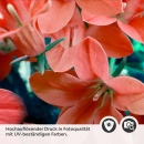 Mobile Preview: Küchenrückwand Folie rotes Blütenmeer Detailbild 2