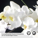 Mobile Preview: Küchenrückwand Folie weiße Orchideen - Eleganz auf dunklem Hintergrund Detailbild 2