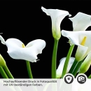 Mobile Preview: Küchenrückwand Folie elegante Calla-Blüten Detailbild 2