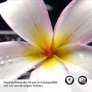 Mobile Preview: Küchenrückwand Folie Plumeria-Blüten Detailbild 2