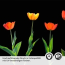 Mobile Preview: Küchenrückwand Folie rote Tulpen Detailbild 2