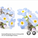 Mobile Preview: Küchenrückwand Folie Vergissmeinnicht – Zeitlose Eleganz in Blau Detailbild 2