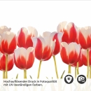Mobile Preview: Küchenrückwand Folie Tulpenmotiv Detailbild 2