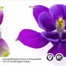 Mobile Preview: Küchenrückwand Folie farbige Blüten Detailbild 2
