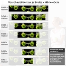 Mobile Preview: Küchenrückwand Folie grüne Äpfel Variantenauswahl Vorschaubild Höhe 60cm