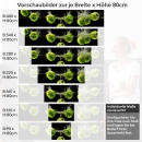 Mobile Preview: Küchenrückwand Folie grüne Äpfel Variantenauswahl Vorschaubild Höhe 80cm