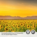 Mobile Preview: Küchenrückwand Folie Sonnenblumen Feld Detailbild 2