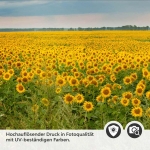 Mobile Preview: Küchenrückwand Folie Sonnenblumen Detailbild 2