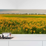 Mobile Preview: Küchenrückwand Folie Sonnenblumen Hauptbild 1