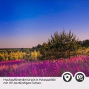 Mobile Preview: Küchenrückwand Folie Lavendelfeld Detailbild 2