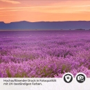 Mobile Preview: Küchenrückwand Folie Lavendel Panorama Detailbild 2