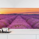 Mobile Preview: Küchenrückwand Folie Lavendel Panorama Hauptbild 1
