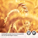 Mobile Preview: Küchenrückwand Folie Kornfeld Detailbild 2