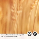 Mobile Preview: Küchenrückwand Folie goldene Weizen Detailbild 2