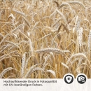 Mobile Preview: Küchenrückwand Folie Getreidefeld Detailbild 2