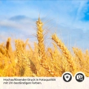 Mobile Preview: Küchenrückwand Folie goldener Weizenfeld Detailbild 2