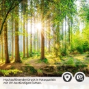 Mobile Preview: Küchenrückwand Folie Wald Lichtspiel Detailbild 2