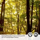 Mobile Preview: Küchenrückwand Folie herbstlicher Wald Detailbild 2