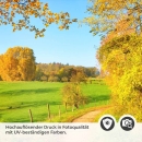 Mobile Preview: Türfolie Weg im herbstlichen Wald Detailbild 2